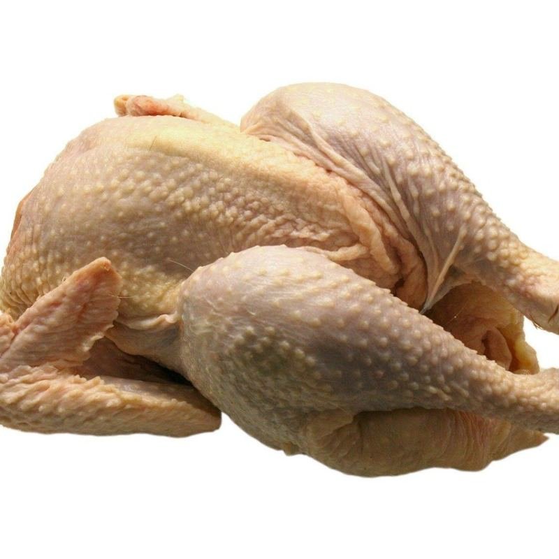 دواجن
