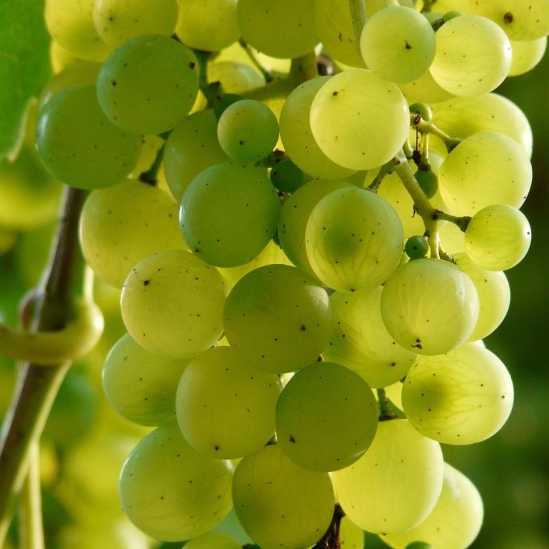 عنب